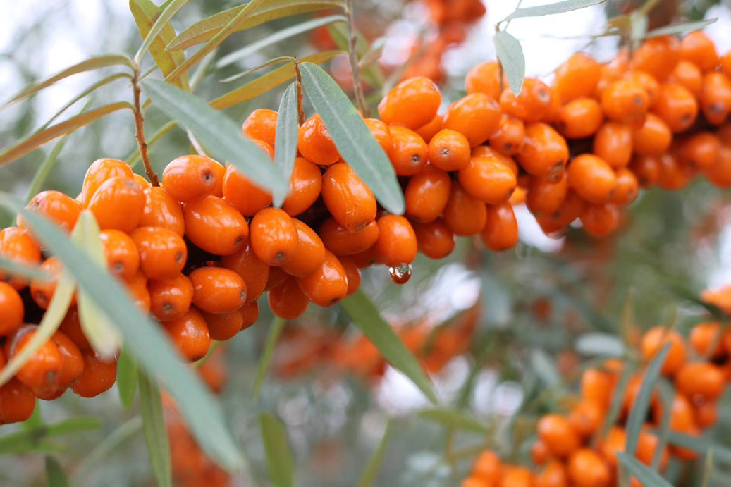 1685946958743896.jpg 图一.jpg