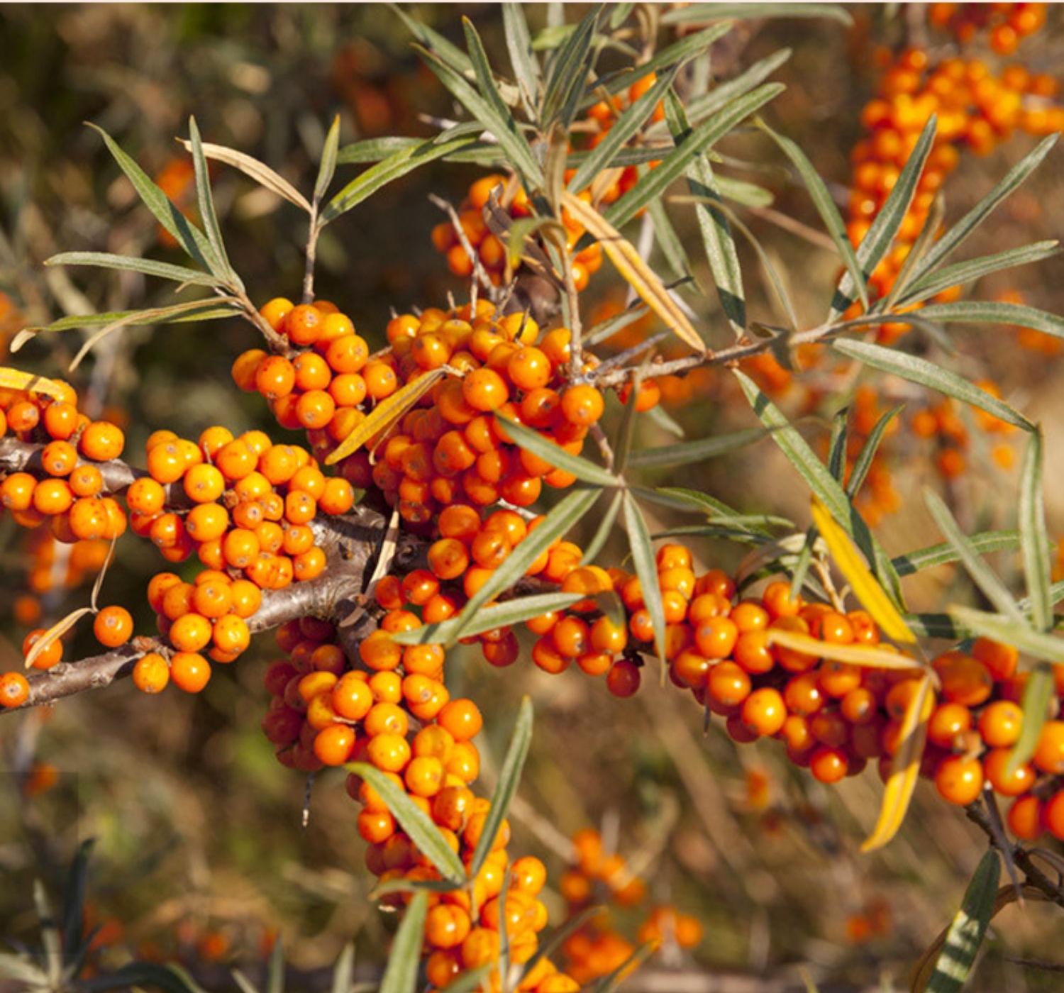 1729568893395036.jpg O1CN01WeOmkd1pn52PnFDK1_!!2207494025404.jpg